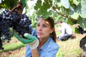 Woman picking grapes